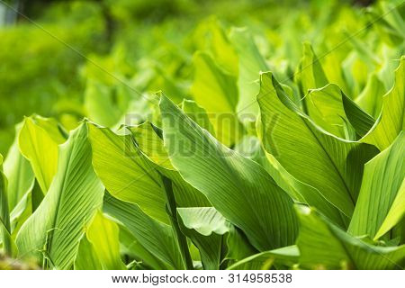 Turmeric Farm,turmeric Is A Flowering Plant, Curcuma Longa Of The Ginger Family, Pokhara Nepal