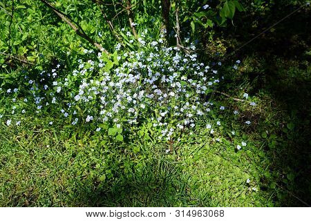 True Forget-me-nots (myosotis Scorpioides) Bloom In Harbor Springs, Michigan, During May.
