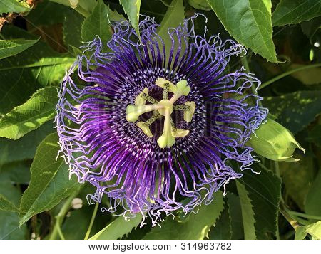 Passiflore, Passiflora X Belotii Or Passionsblume, Mainau - Constance, Germany Or Konstanz, Deutschl