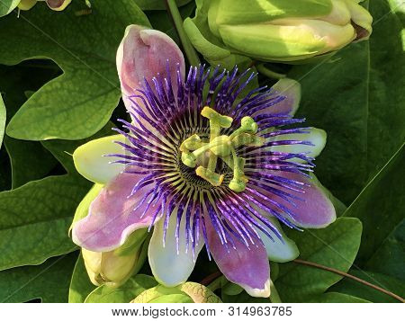 Passiflore, Passiflora X Belotii Or Passionsblume, Mainau - Constance, Germany Or Konstanz, Deutschl