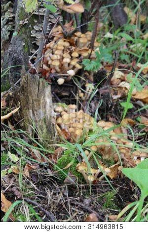 Edible Mushrooms Honey Agarics Armillaria In The Wild Grow On Old Trees. High Contrast, Natural Colo