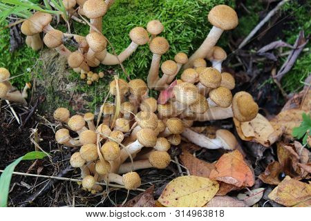 Edible Mushrooms In The Wild Grow On Old Trees. High Contrast, Natural Colors.
