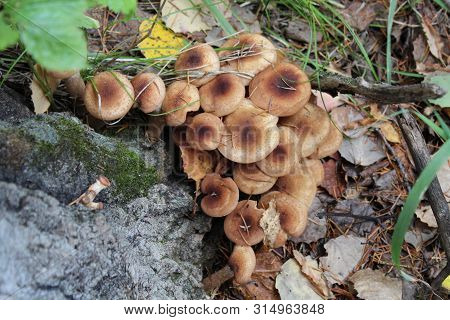 Edible Mushrooms Honey Agarics Armillaria In The Wild Grow On Old Trees. High Contrast, Natural Colo