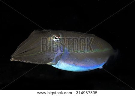 A Close Up Shot Of A Colourful Vibrant Cuttlefish With Black Background