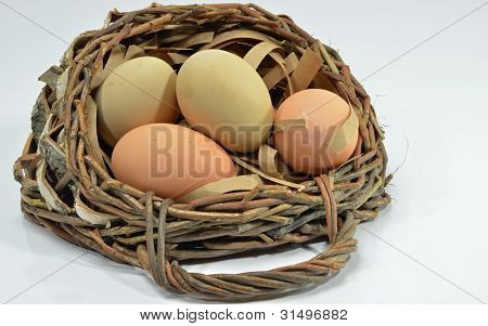 Fresh Eggs