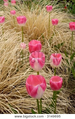 Tulipes émergés
