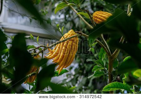 A Yellow Buddha's Hand Fingered Citron Citrus Fruit