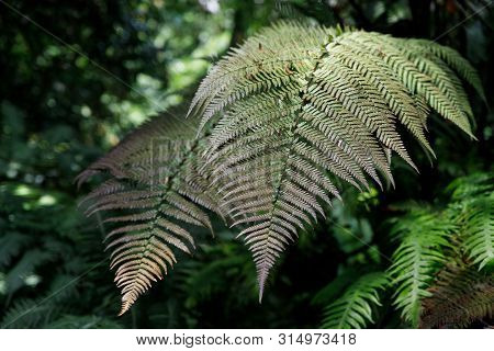 Green Fern Petals. Garden Ornamental Fern- Nephrolepis Cordifolia. Family - Nephrolepidaceae. Common