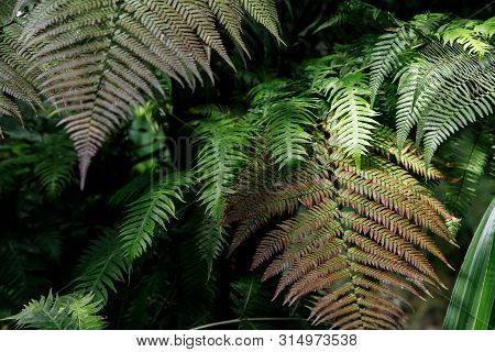 Green Fern Petals. Garden Ornamental Fern- Nephrolepis Cordifolia. Family - Nephrolepidaceae. Common