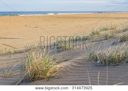 Beach Grass (sea Oats) And Sand Dunes On Sandbridge Beach In Virginia Beach, Virginia.