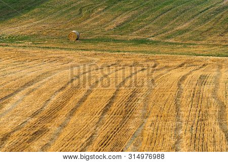 Several Straw Swaths, With Wheat Stubble In Between, Left In Straight Lines On The Sloping Field By