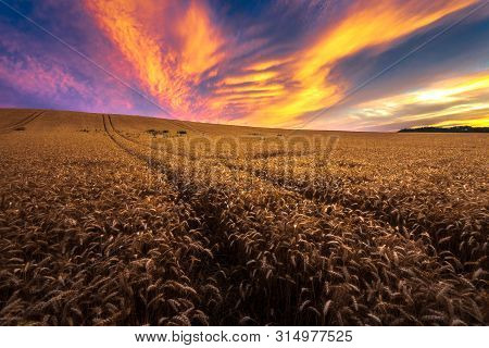 Wheat Field Landscape With Path In The Sunset Time, Hungary