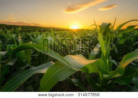 Young Green Corn Growing On The Field At Sunset. Young Corn Plants. Corn Grown In Farmland, Cornfiel