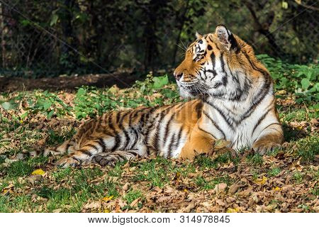 The Siberian Tiger,panthera Tigris Altaica Is The Biggest Cat In The World