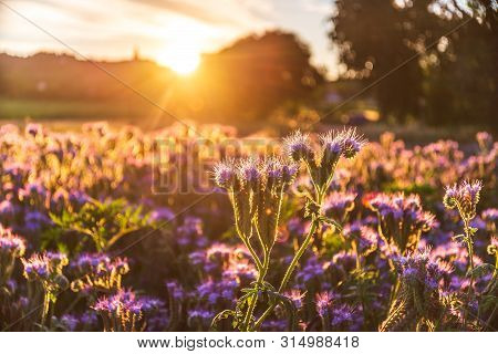 Agricultural Fields With Flowering Phacelia. Beautiful Landscape On A Sunset. Flowers For Bees, Beek