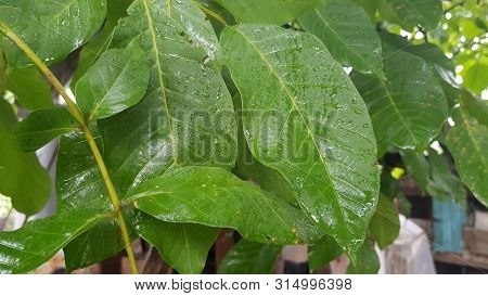 Lush Foliage Of Walnut Tree. Wet Leaves Under Summer Rain. Green Wet Leaves On Walnut Tree. Rain Dro
