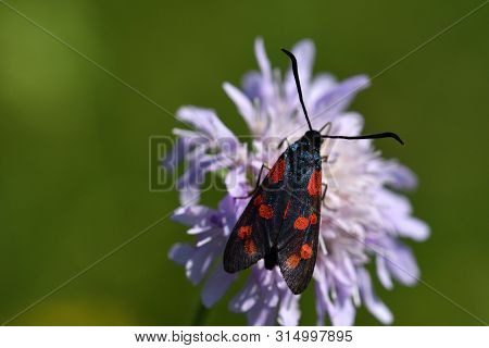 Six-spot Burnet Sucking The Nectar On The Meadow Flower