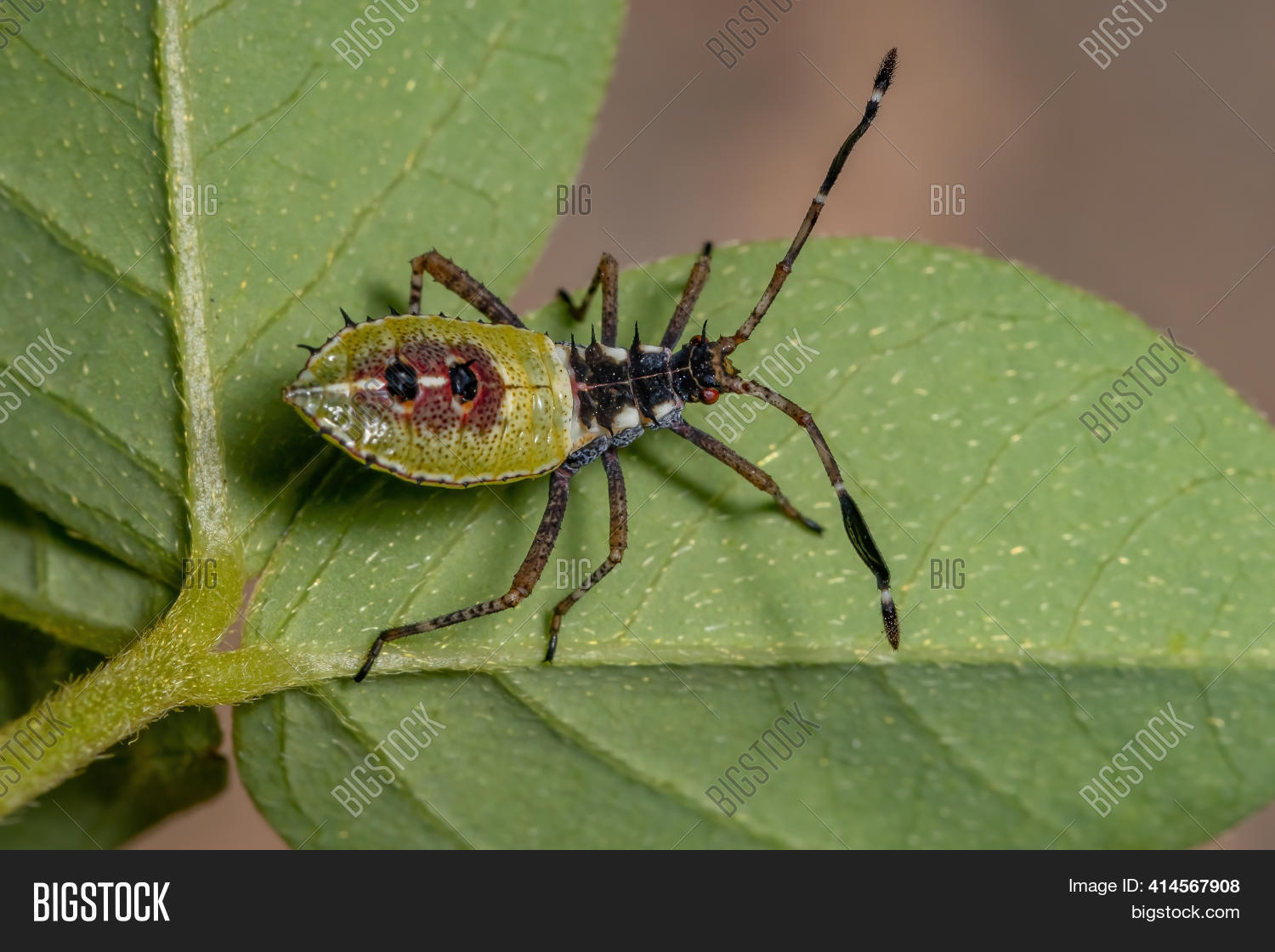 Image Preview