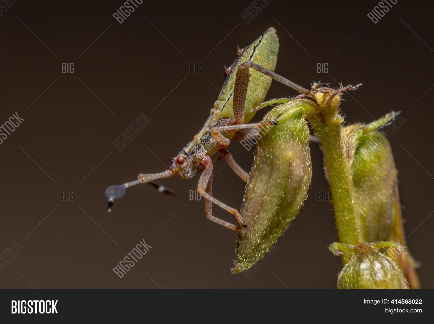 Image Preview