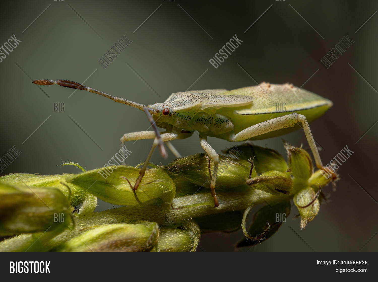 Image Preview