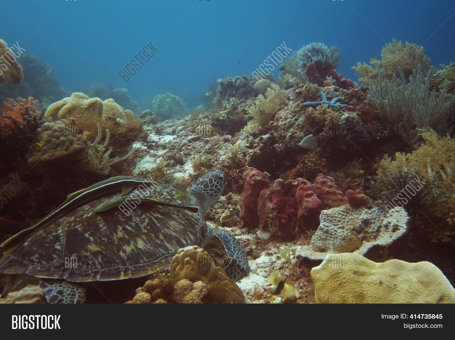 Turtle Chilling Large Turtle Chilling Image & Photo (Free Trial) | Bigstock