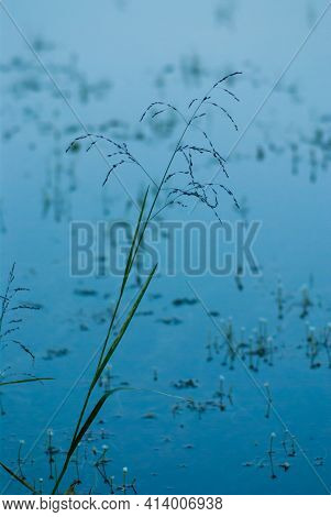 Meadow Fescue (festuca Partensis) Against The Background Of Aquatic Vegetation On A Moonlit Night. C