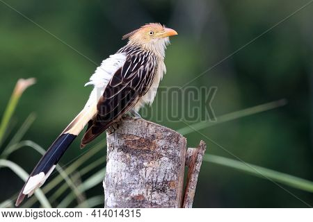 Guira Cuckoo (guira Guira) Perched Over Barbed Wire