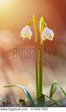 Single Spring Snowflake Flower, Leucojum Vernum In Forest. Plant, Springtime Background