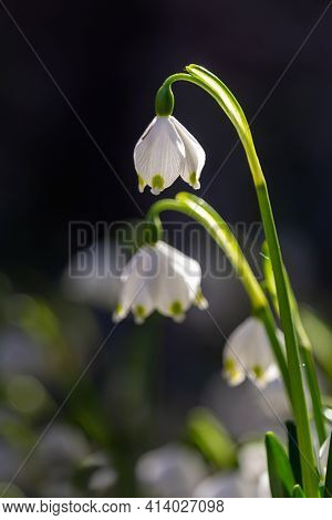 Single Spring Snowflake Flower, Leucojum Vernum In Forest. Plant, Springtime Background