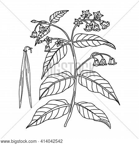 Bitter Dogsbane Line Hand Drawing Plant, Vector Illustration. Botanical Medicine Apocynum Radix, Iso