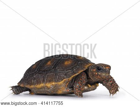 Front View Of Baby Red Footed Turtoise Aka Chelonoidis Carbonaria,  Walking Side Ways. Isolated On W