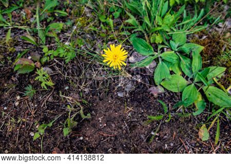 Close Up Of Blooming Yellow Dandelion Flowers Taraxacum Officinale In Garden On Spring Time. Detail 
