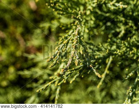 Close-up Image Of Beautiful Green Foliage On Branch Of Folded Thuja Kan-kan. Thuja Plicata Can-can I