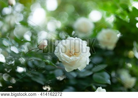 Beautiful Rosebuds Bloom In Our Garden And Are Pleasing To The Eye