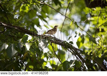 Curious Brown Thrasher (toxostoma Rufum) Looking Around From Its Perch On A Limb