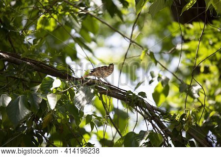 Brown Thrasher (toxostoma Rufum) Preparing To Take Flight From A Limb