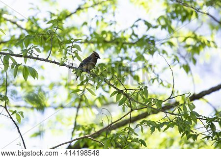 Cedar Waxwing Bird (bombycilla Cedrorum) Perched On A Branch On A Nice Afternoon