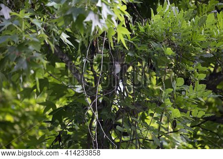 Red-eyed Vireo Bird (vireo Olivaceus) Perched On A Vine In Thick Bushes