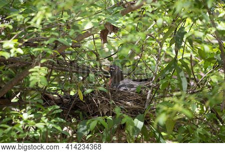 American Robin (turdus Migratorius) Guarding Its Nest In A Bush