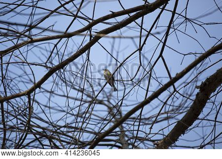 Curious Yellow-rumped Warbler (setophaga Coronata) Looking Around From Its Perch