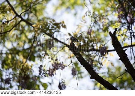Male Yellow-rumped Warbler (setophaga Coronata) Facing Away On A Broken Tree Trunk