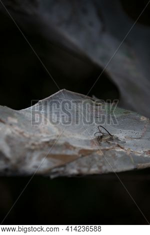 Fall Webworms (hyphantria Cunea) Nestled In A Tree Cocoon Wrapped Around Dying Leaves During The Aut
