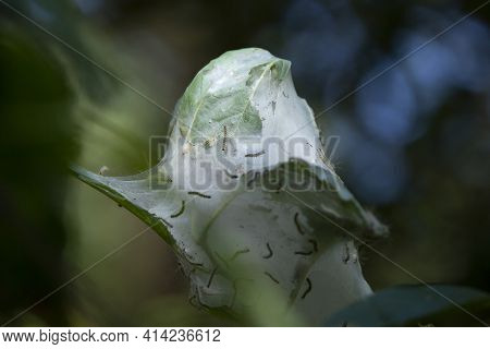 Fall Webworm Caterpillars (hyphantria Cunea) Still In The Cocoon During The Late Summer