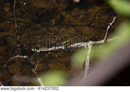 Female Eastern Pondhawk (erythemis Simplicicollis) Perched On A Fallen Twig In A Shallow Swamp