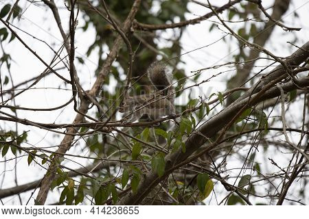 One Careful Squirrel Moving Deftly Along Tree Branches