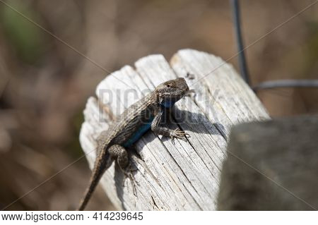 Curious Large Male Eastern Fence Lizard (sceloporus Consobrinus) On A Wooden Post