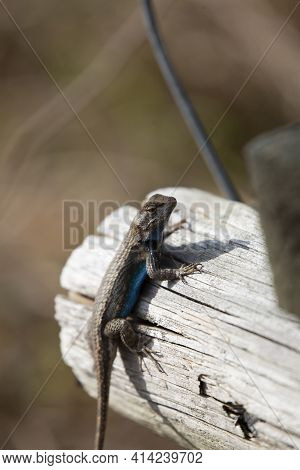 Large Male Eastern Fence Lizard (sceloporus Consobrinus) On A Wooden Post