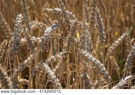 Spikelets Of Golden Wheat In The Field. Ripe Big Golden Ears Of Wheat On A Yellow Background Of The 