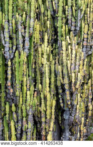 Candelabra Tree (euphorbia Candelabrum) Is A Succulent Shrub Endemic To Eastern Africa.