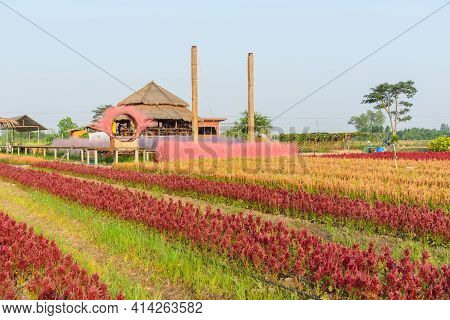 Rachaburi,thailand - 24 March, 2021: Beautiful Colorful Chinese Wool Flower Farm At Nuanaboon Flower